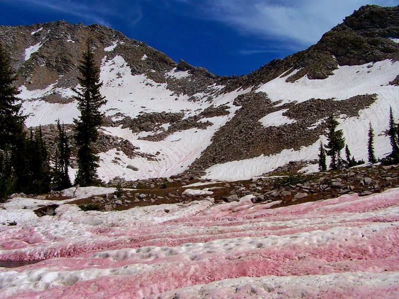 Waves of Watermelon Snow.
