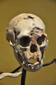 homo floresiensis skull