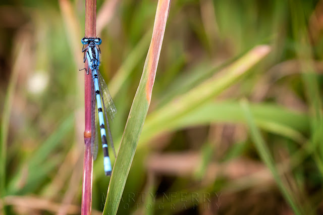Ouse Fen nature reserve damselfly in close up
