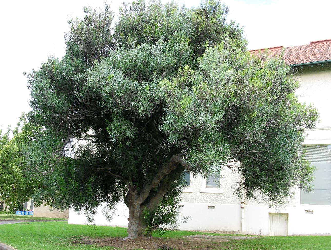 Czonius Tree Vireya's Blog: Nature Walk