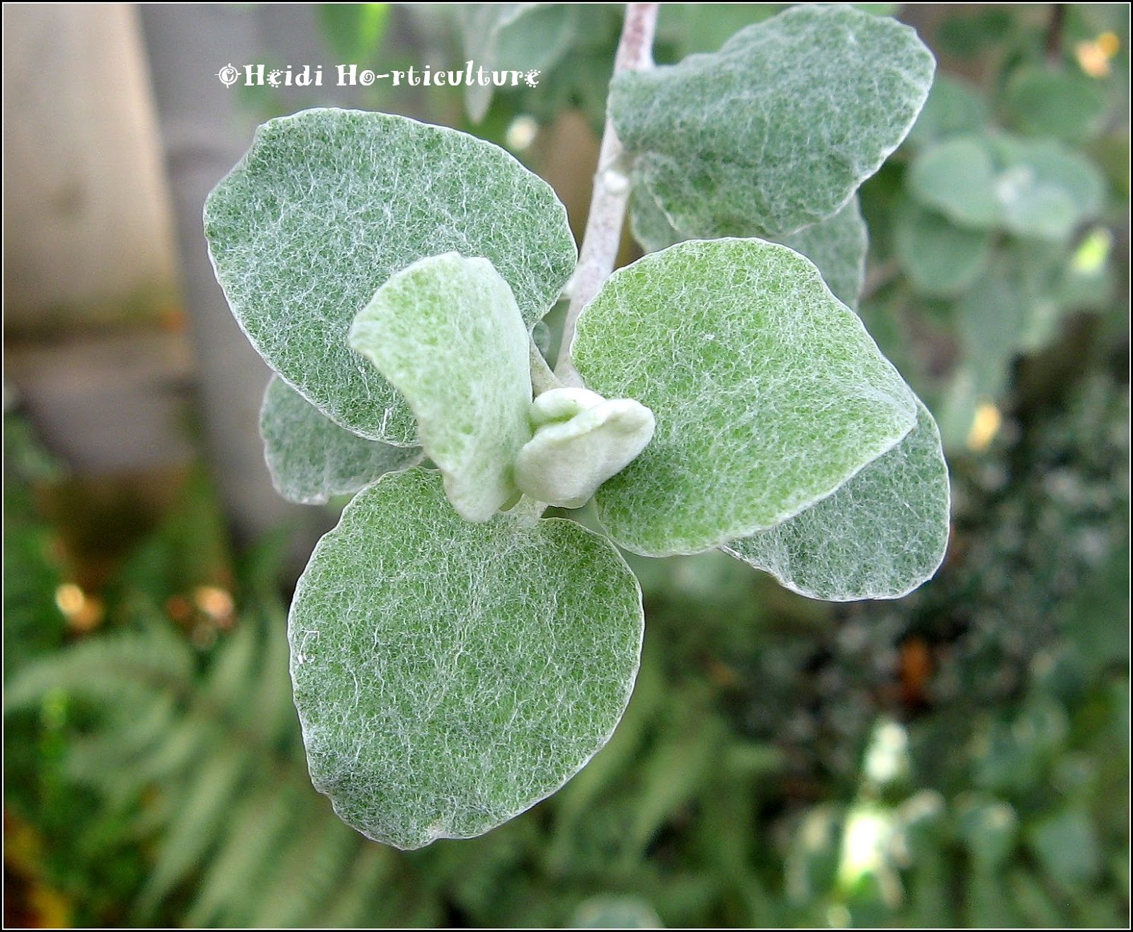 Heidi Horticulture Cold (Frost) Tolerant Annuals