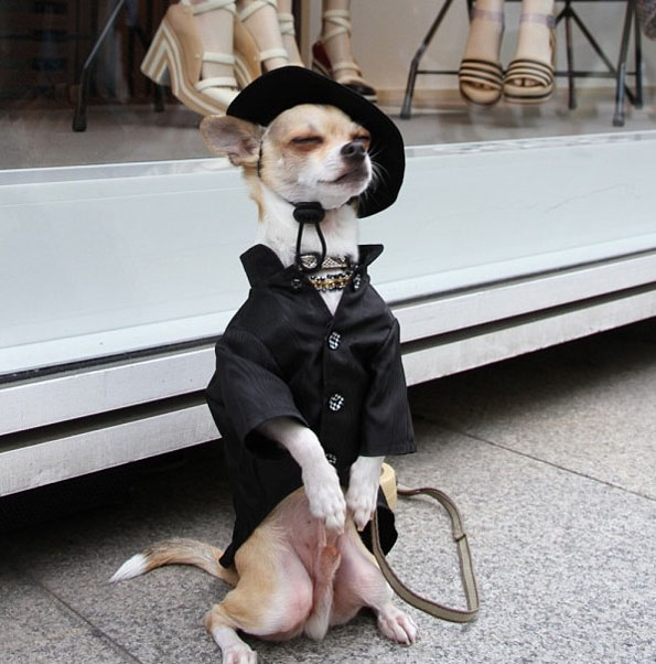Rose Lips Montjiro The Best Dressed Dog on Instagram.