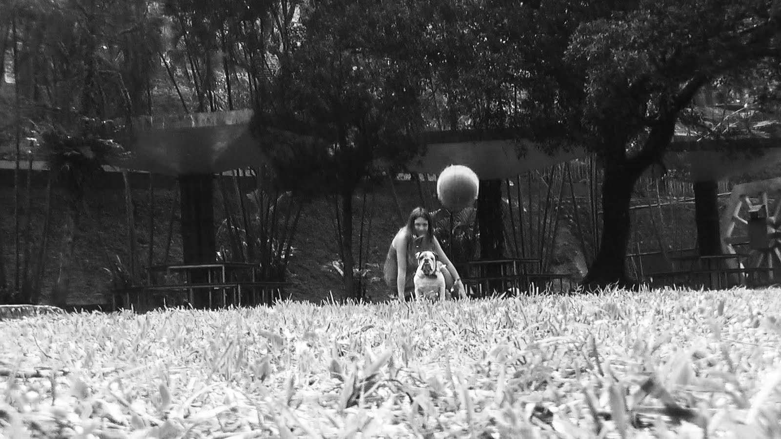 Find Me A Home Animal 10 reasons why you shouldn't buy a dog at a pet