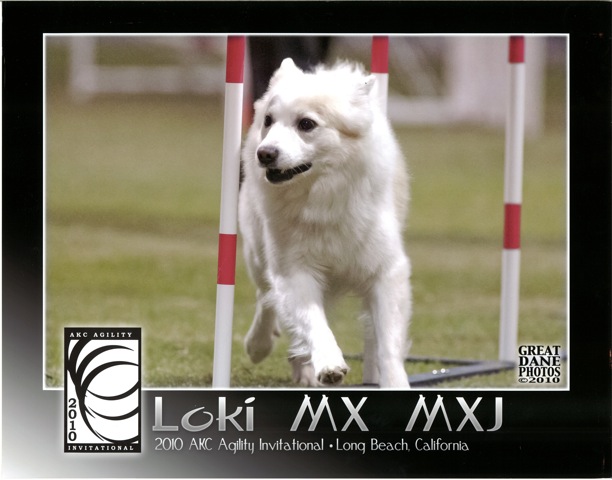 sherwood kennels