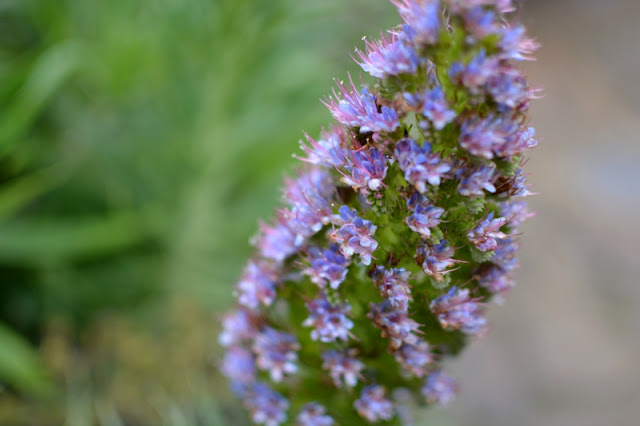The Lost Gardens of Heligan in Cornwall