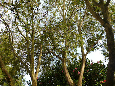 Azara microphylla - Tree Top