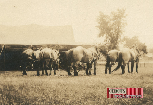 les chevaux de transport du Cole Bros. Circus 