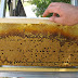 Οικονομική στήριξη της νομαδικής μελισσοκομίας 