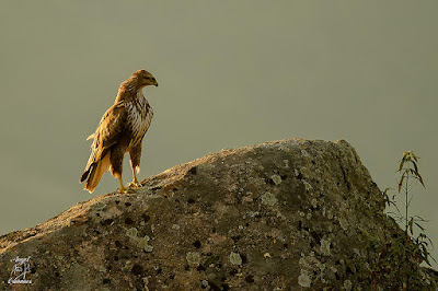 Busardo ratonero (Buteo buteo)