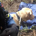 Αρτα:Ο σκύλος της 6ης ΕΜΑΚ . ..ένας μικρός σωτήρας 70χρονου που αγνοούνταν ..