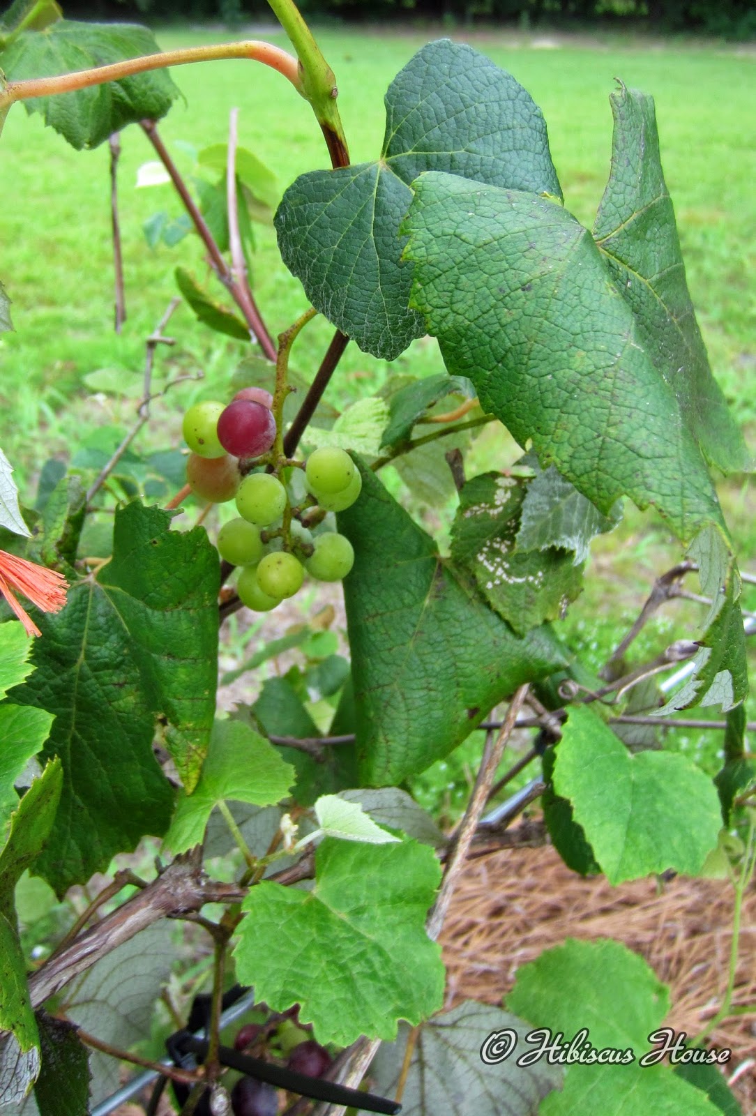 Hibiscus House We Have Worms At Mimi Camp!