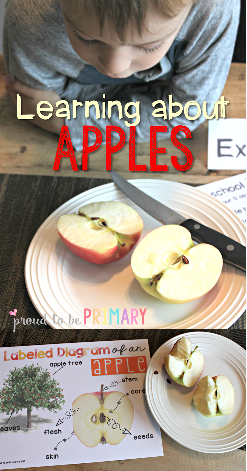 Apple Exploration Activities – Proud to be Primary