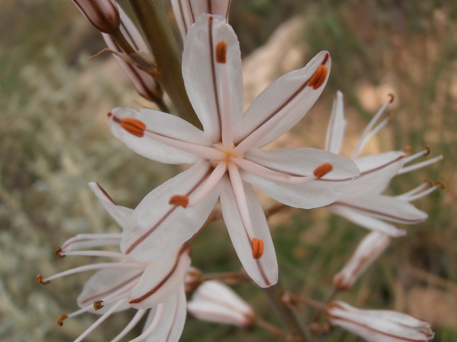 VARA DE SAN JOSÉ Asphodelus albus