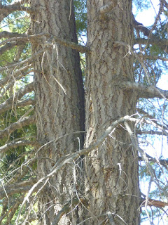 Forked trunk of white fir