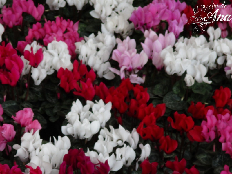 feria de la candelaria 2017