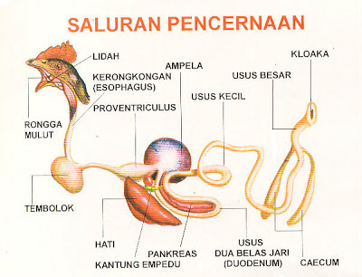 struktur saluran pencernaan ayam