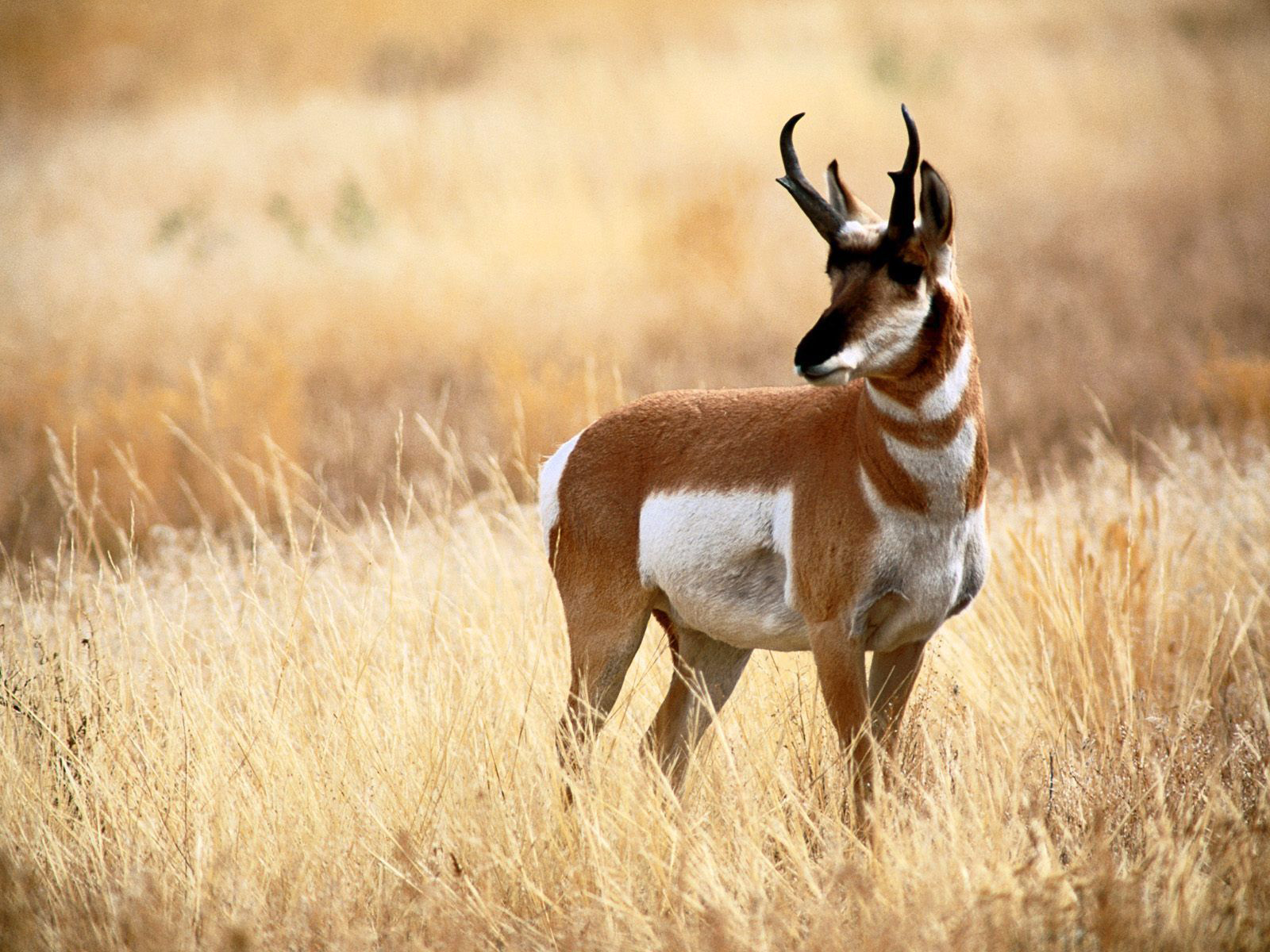 Antelope Wild Life Planet