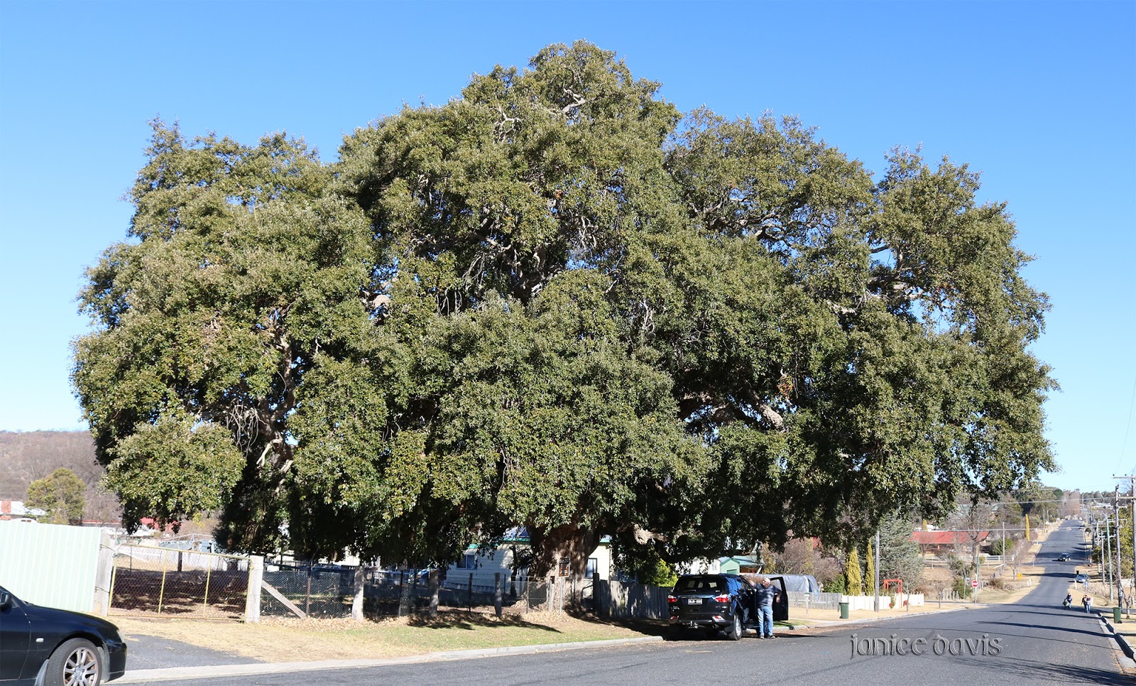 thoughts & happenings Cork Tree in Tenterfield, NSW.