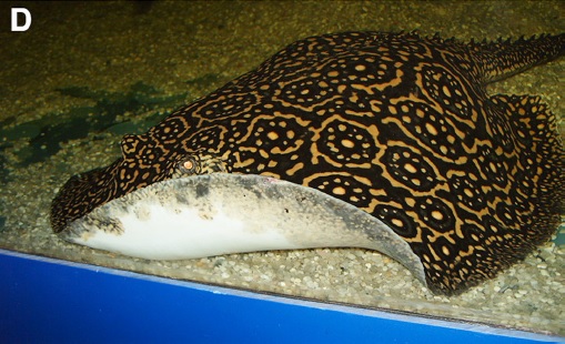 potamotrygon stingray