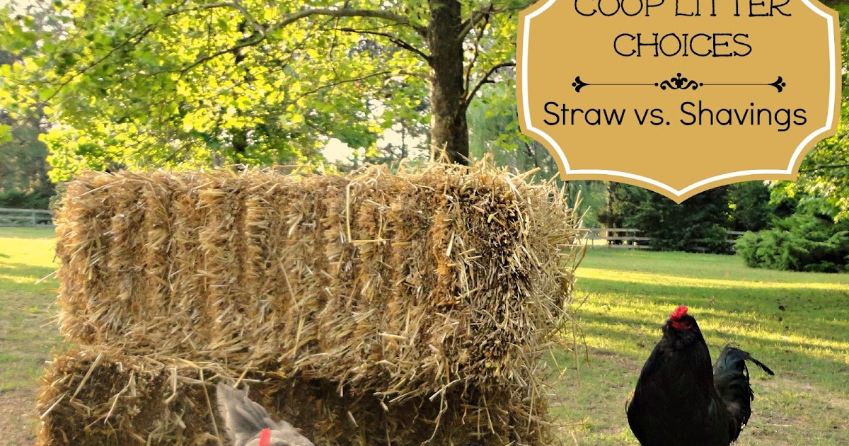 Straw vs. Shavings My Choice for Coop Litter Fresh Eggs Daily®