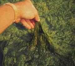 Filamentous Algae How To Get Rid Of This Evasive Filamentous Algae How To Get Rid Of This Evasive