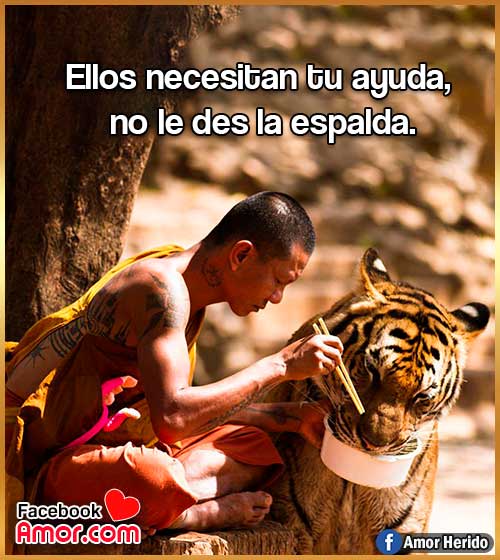 frases bonitas de animales frases bonitas de animales