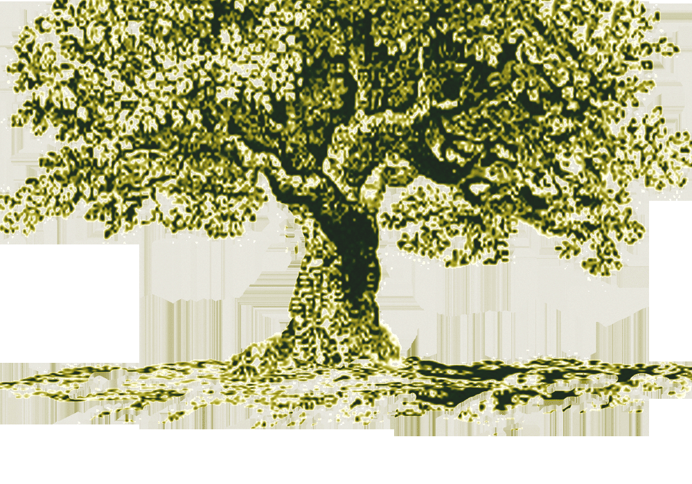Trees For The Future Non Profit Tree Planting Organizations