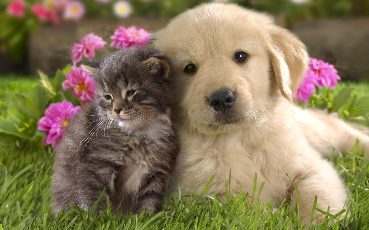 http://4.bp.blogspot.com/-xgNP999FI2o/T9xPhzLM8TI/AAAAAAAACYU/HhuKyNmG6rk/s1600/Cats+and+Dogs+images.jpg