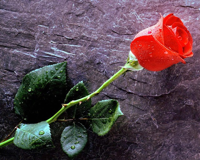 Happy Rose Day 2016 || Best Rose Images of Valentines day 2016 Happy Rose Day 2016 || Best Rose Images of Valentines day 2016