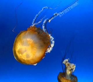 Osaka Aquarium Kaiyukan flower hat jelly fish