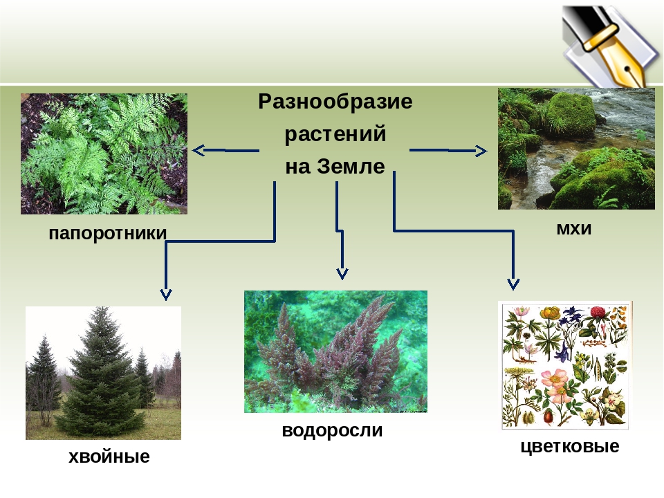 Почему растения на нашей планете так разнообразны