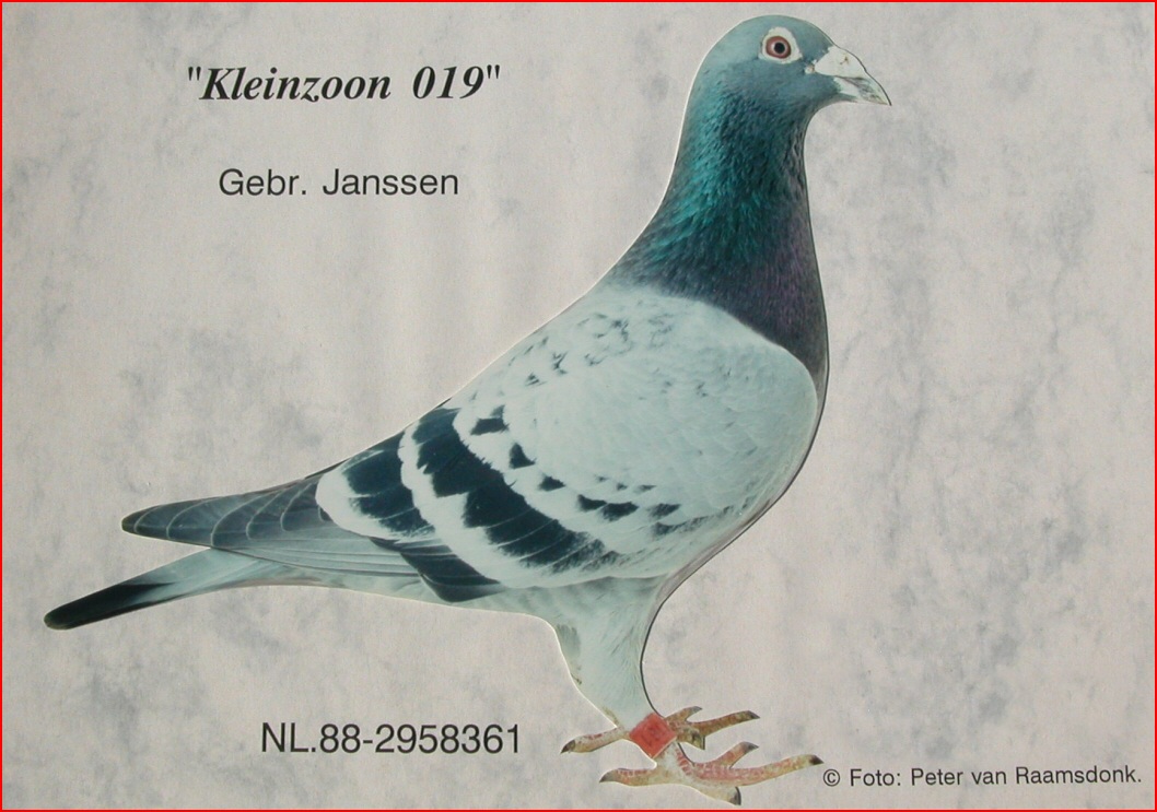 Pigeon Fever Inteelt
