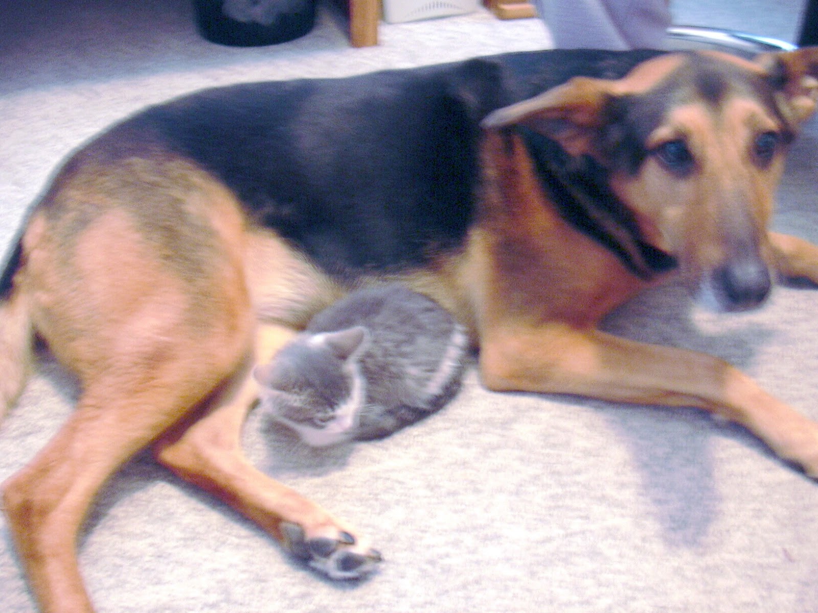 NEVER...EVER...GIVE UP HOPE Do You Have a Preference Pointed or Flat?