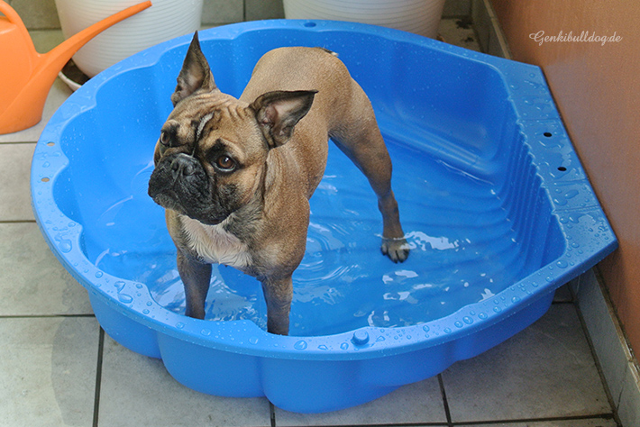 Hundeplanschbecken für Balkon, Hundeschwimmbecken, Abkühlung im Sommer, Bulldogge, Schwimmbecken Hundeplanschbecken für Balkon, Hundeschwimmbecken, Abkühlung im Sommer, Bulldogge, Schwimmbecken