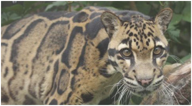 Corak Kehidupan Jenis Jenis Hewan Pemangsa Terbaik