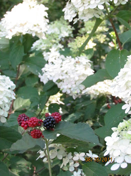 Blackberries and Snowballs