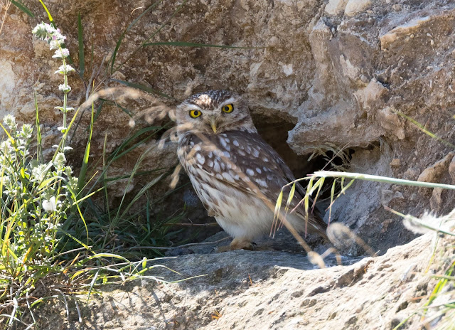Little Owl - Anarita Park, Cyprus Little Owl - Anarita Park, Cyprus