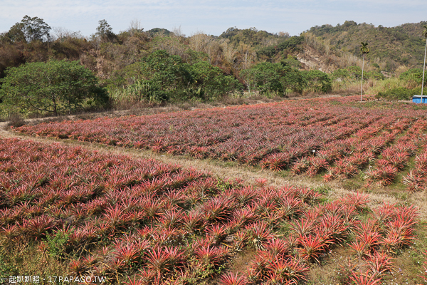 中寮671茶花園許願藤花牆紫色浪漫,品嚐校長鳳梨,長源隧道旁 中寮671茶花園許願藤花牆紫色浪漫,品嚐校長鳳梨,長源隧道旁