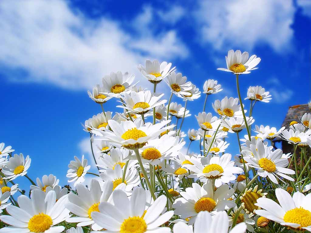 beautiful flower nature scenery wallpapers - Daisy and rose background