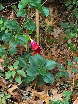 late blooming mandevilla late blooming mandevilla