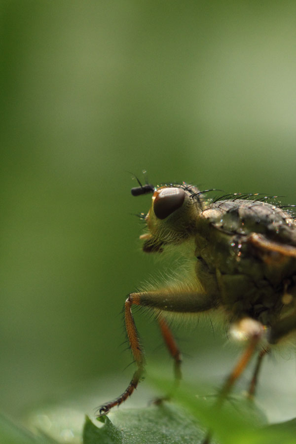 Mini-Wild: Clé Insectus