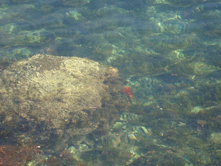 garibaldi fish, orange fish catalina island