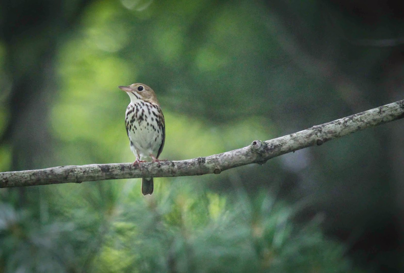 Gale's Photo and Birding Blog: Ovenbird