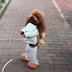 Anjing Di Pukul Supaya Berjalan Seperti Manusia?
