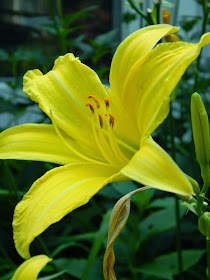 Hyperion Hemerocallis daylily by garden muses-not another Toronto gardening blog