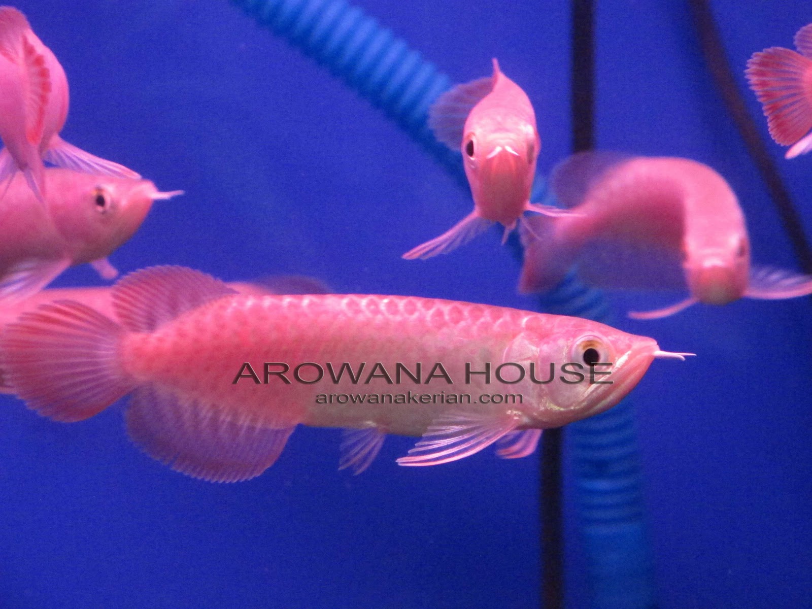 AROWANA HOUSE Chili Red Arowana