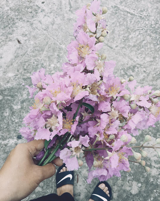 Hình ảnh hoa bằng lăng tím đẹp thủy chung mê mẫn lòng người