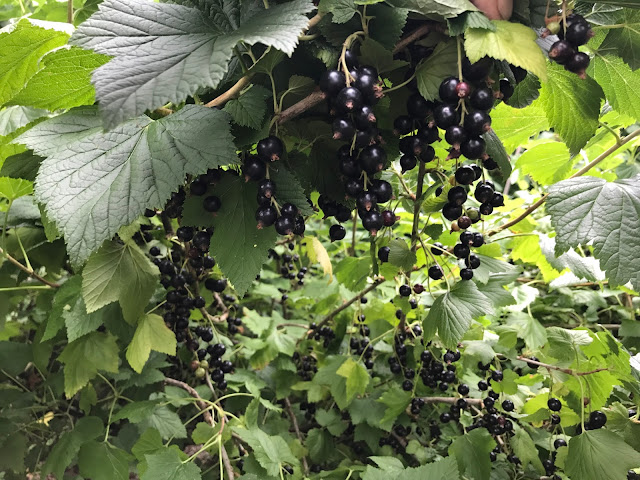 schwarze Johannisbeeren (c) by Joachim Wenk schwarze Johannisbeeren (c) by Joachim Wenk