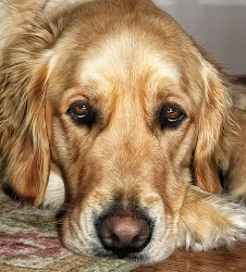 golden painting retriever chuck