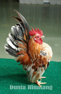 Ayam Serama Juara